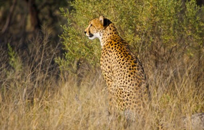 WID_2453 Cheetah